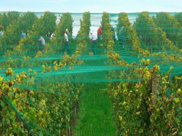 agricultural-safety-nets agricultural-safety-nets